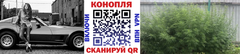Конопля Bruce Banner  наркошоп  Чудово 